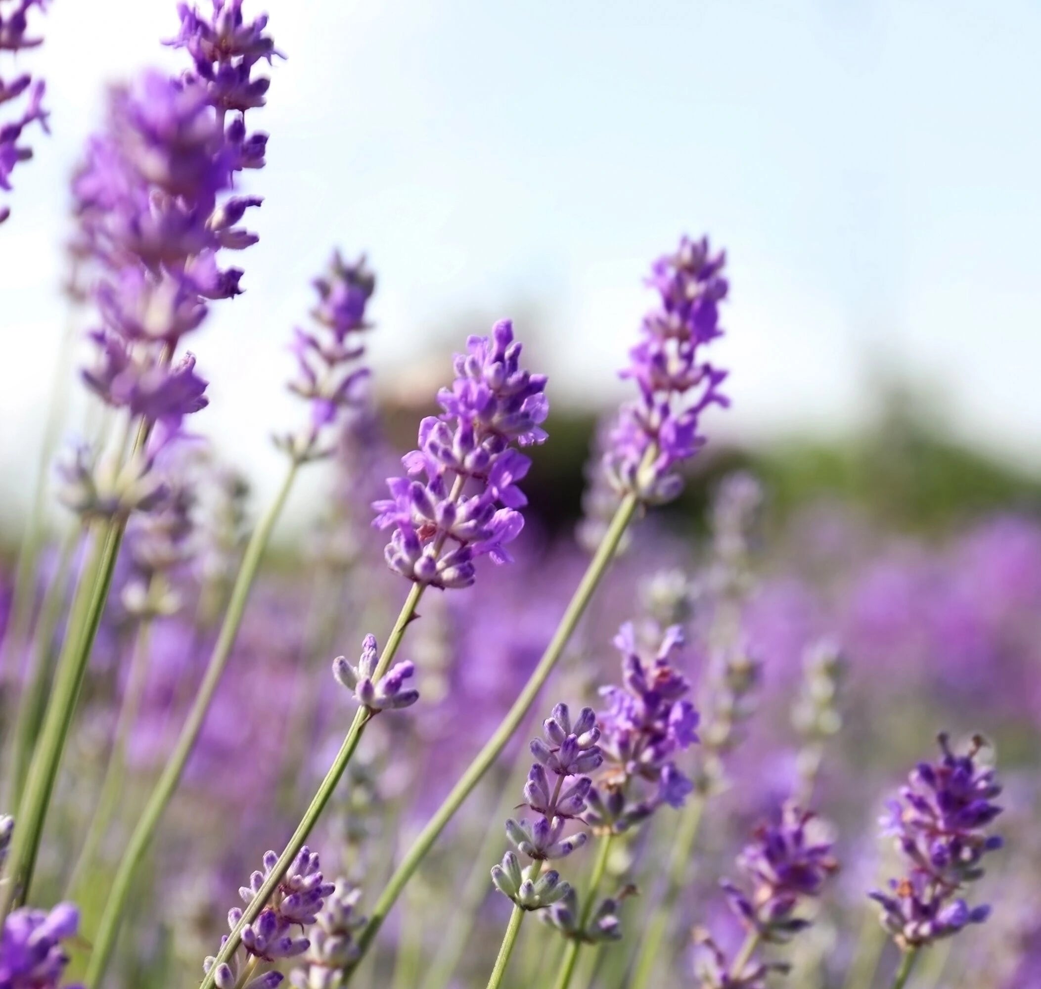 Lavender