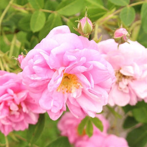 Rose Essential Oil