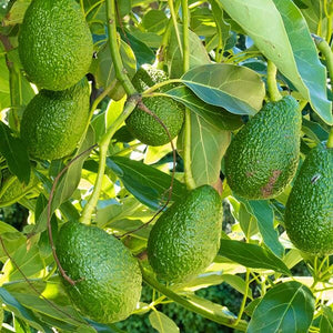 Avocado Oil