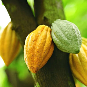 Cocoa Extract