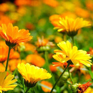 Calendula Extract