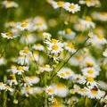 Chamomile Flower Extract