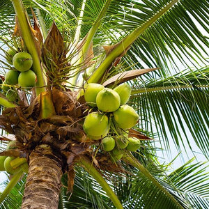 Coconut Oil