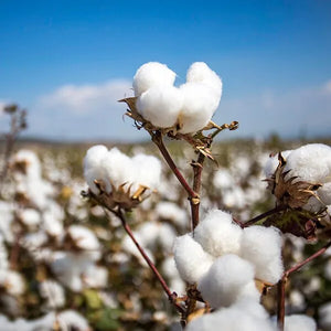 Cotton Seed Extract