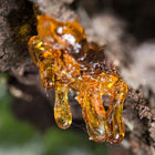 Frankincense Essential Oil
