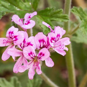 Geranium Essential Oil
