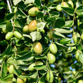 Jojoba Seed Oil