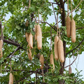 Kigelia Africana Fruit Extract