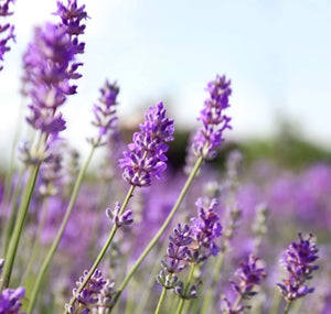Lavender Essential Oil