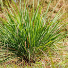 Lemongrass Essential Oil