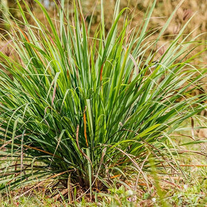 Lemongrass Essential Oil