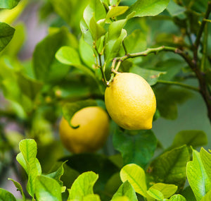 Lemon Essential Oil