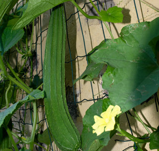 Natural Loofah Sponge