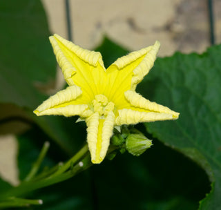 Natural Loofah Sponge