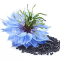Black Cumin Seed Oil