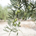 Wild Olive Stem Cells