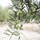Wild Olive Stem Cells
