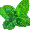 Peppermint Essential Oil