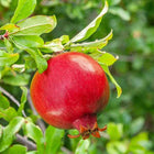 Pomegranate Seed Oil