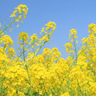 Brassicyl Valinate Esylate