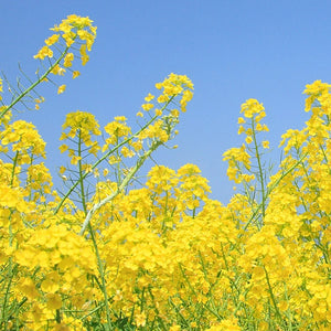 Brassicyl Valinate Esylate