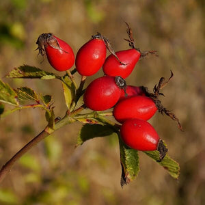 Rosehip Oil