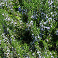 Rosemary Essential Oil