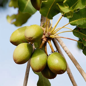  Shea Butter