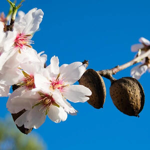 Sweet Almond Oil