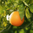 Sweet Orange Essential Oil