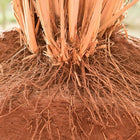 Vetiver Essential Oil