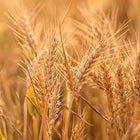 Vegan Keratin (Hydrolyzed Wheat Protein)