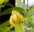 Ylang Ylang