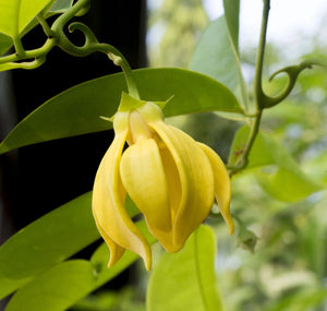 Ylang Ylang Essential Oil